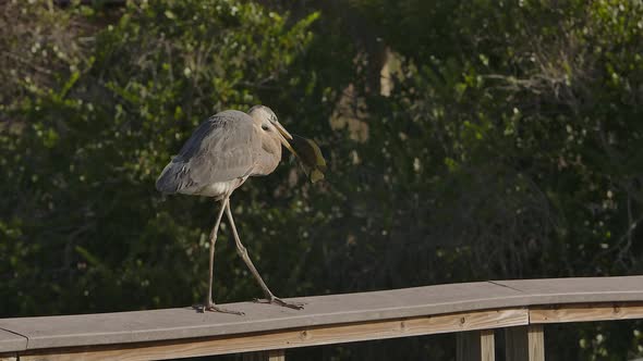 great blue heron with speared fish walking along railing super slowmo