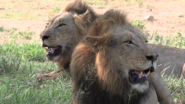 Two male lions sit, panting in the shade, on a hot day in Africa.