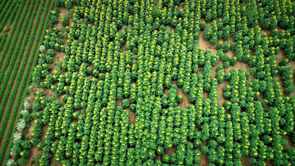 Aerial view of sunflowers in fresh green fields.