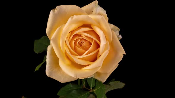 Beautiful Beige Cream Rose on Black Background