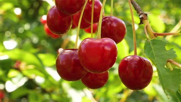 Ripe Red Cherries on the Tree