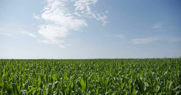 Corn Field Blue Clouds