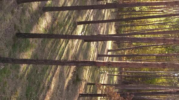 Vertical Video of an Autumn Forest During the Day in Ukraine