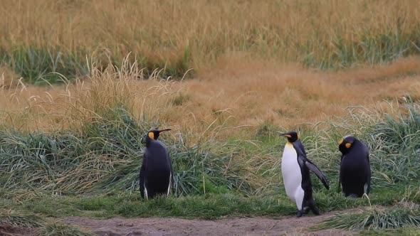 Royal Penguins On Tierra Del Fuego In Chile