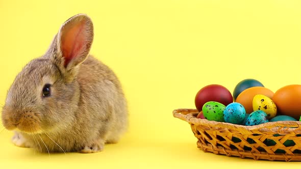 Little Brown Fluffy Bunny Sitting on a Pastel Yellow Background with a Wooden Basket Full of Ornate