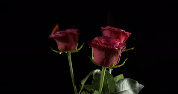 Burning bouquet in the night. 