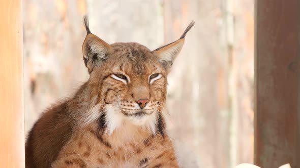 Wild Lynx Rests and Looks Sideways Warily