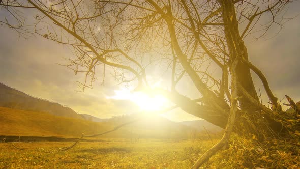 Time Lapse of Death Tree and Dry Yellow Grass at Mountian Landscape with Clouds and Sun Rays