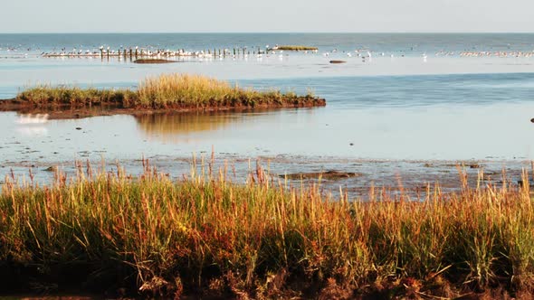 migratory waterbirds intertidal Wadden Sea Strieper Kwelder ZOOM IN EASE