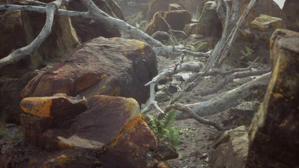 Lava Stone Field with Dead Trees and Plants