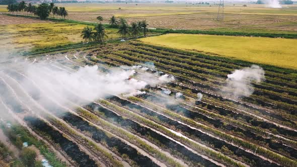 Open fire at rice paddy field causing air pollution 