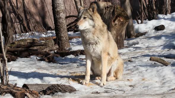 Gray Wolf or Eurasian Wolf a Common Predator on the Territory of Different Countries