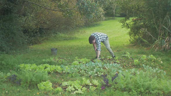 Young man harvesting organic grown turnips in garden. WIDE SHOT