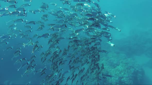 School of Indian Mackerel Feeding in Red Sea, Egypt