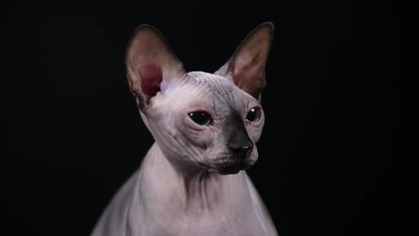 Portrait of a Purebred Cat of the Canadian Sphynx in the Studio on a Farm Background