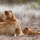 African lion in Kruger National park, South Africa - VideoHive Item for Sale