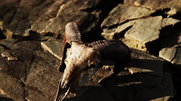 Dry Goat Skull Bone on Stones Under Sun