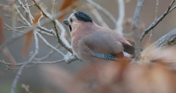 Eurasian Jay or Garrulus Glandarius Eats Something on Tree Branch