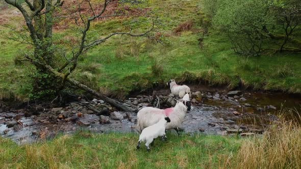 Cinematic drone shot of highland sheep in scottish mountains standing next to highland creek