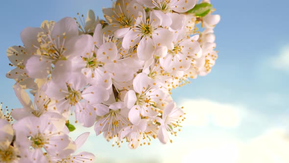 Spring Flowering of a Fruit Tree Branch