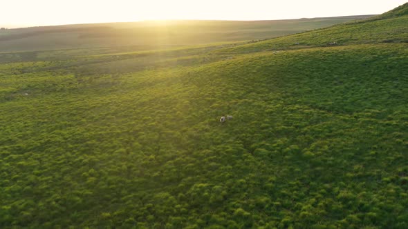 Aerial footage over a field of sheep at sunset