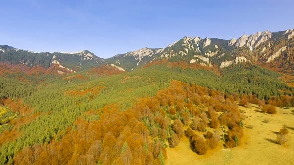 Fly Over Colorful Autumn Forest