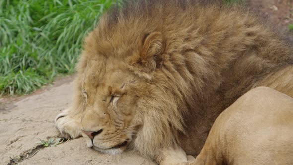 male lion with scars sleeping