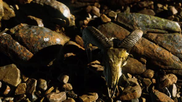 Ram Skull on Desert Rocks