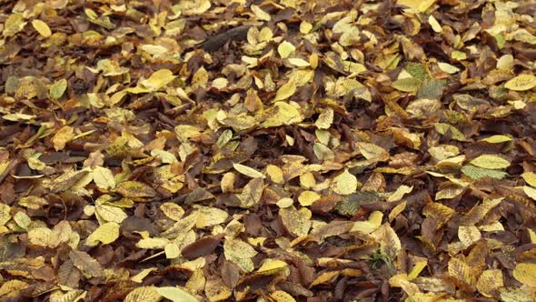 Beautiful forest floor covered in dry leaves in autumn