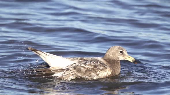 Young Olrog's Gull Floating And Dipping Its Head Into The Coast. medium shot,