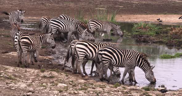 Grant's Zebra, equus burchelli boehmi, Herd at Waterhole, Nairobi Park in Kenya, Real Time 4K