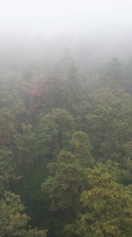 Vertical Video Fog in the Forest Aerial View