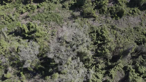 Pantanal - drone of the wetland looking down 90 degrees moving quite fast