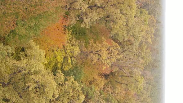 Vertical Video of a Forest Landscape on an Autumn Day in Ukraine