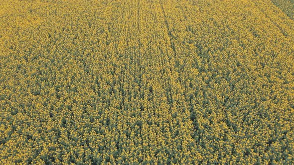 Forward tracking aerial shot of a canola field in bloom.