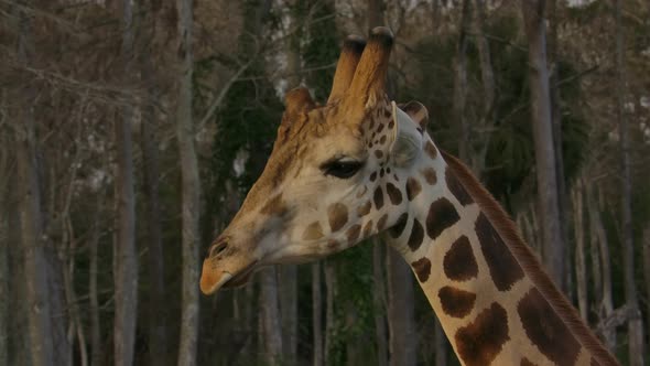 giraffe walking with beautiful background at golden hour super slowmo