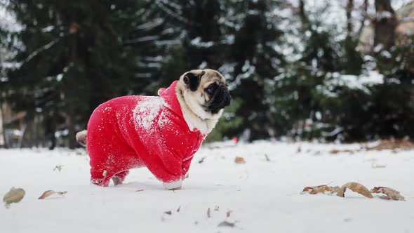 Funny Pug in a Santa Claus Suit Stand in the Snow in the Winter Park. Christmas or New Year