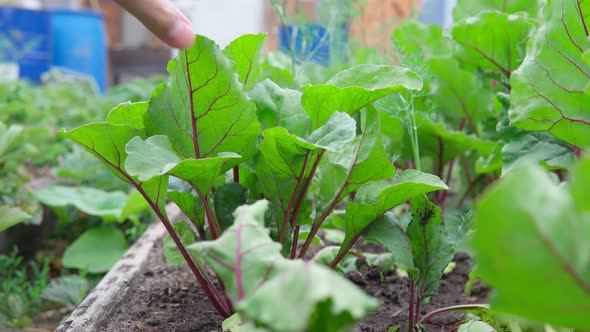 Agriculture Concept Beet Harvest