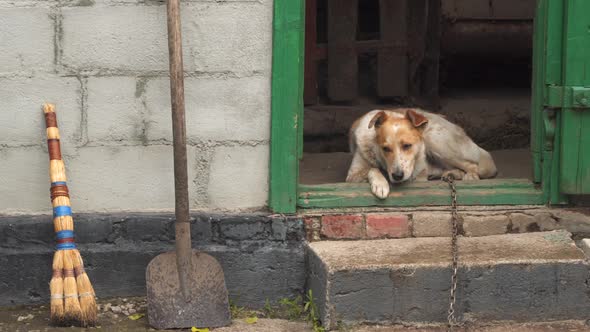 A yard dog on a chain hides from the rain in a barn.