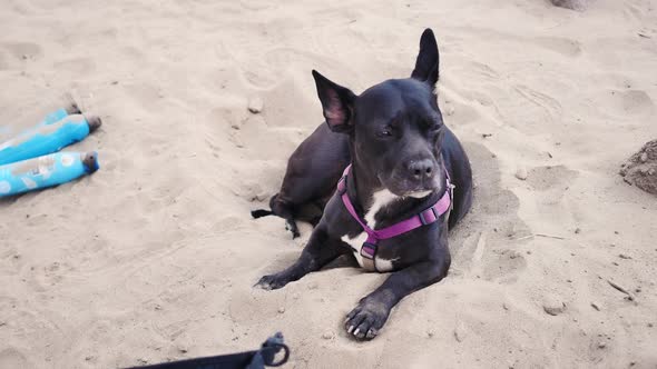 Black frenchie pitbull in sand