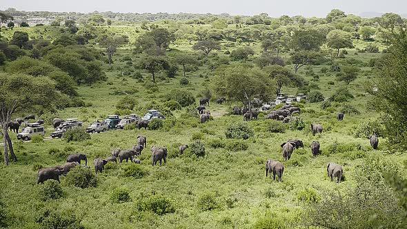 Big Family of Elephants Crosses the Road Among Safari Cars