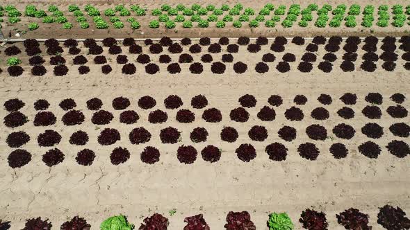 Aerial view of lettuce agriculture in Correze, France.