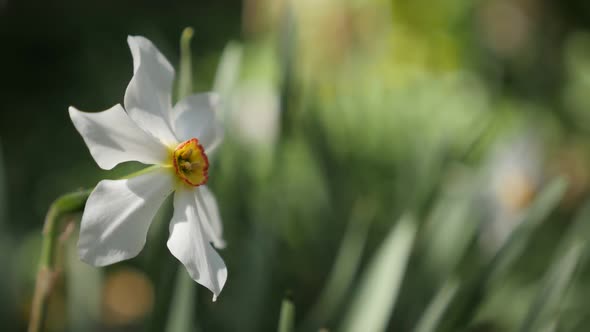 Slow motion of daffodil  plant close-up 1920X1080 HD footage - Shallow DOF green garden and Narcissu