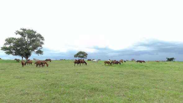 Thoroughbred horses grazing at cloudy day in a field.