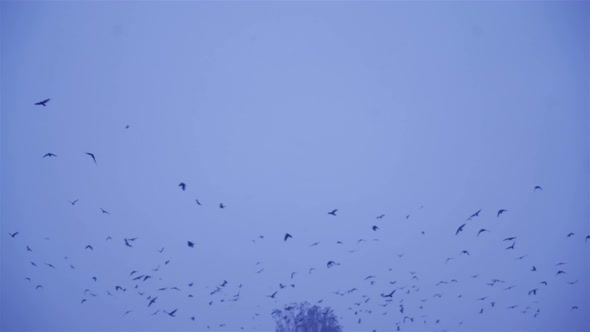 Birds Fly in Winter Conditions