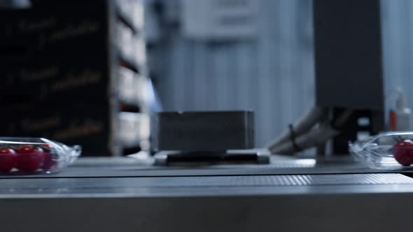 Conveyor Transporting Tomato Packs at Technological Horticultural Factory