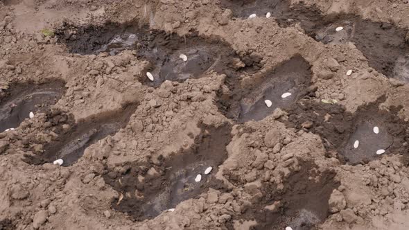 Close-up, Farmer Waters Holes with Bean Seeds in Ground, Soil for Better Germination. Planting Seeds