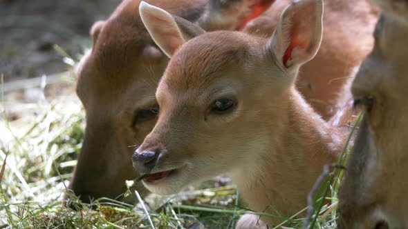 Macro close up of baby fawn eating hay with family indoor in at barn in summer
