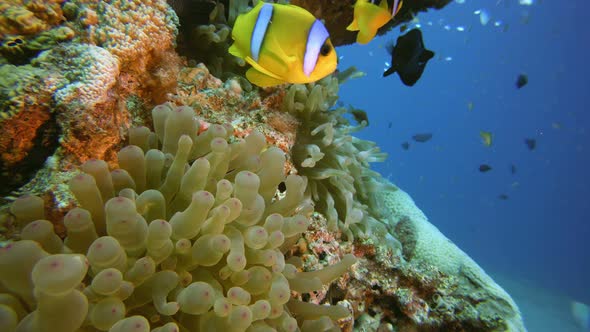 Underwater Sea Anemones Clown-Fish