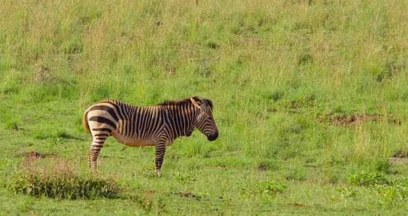 Zebra Waving its Tail in African Grasslands on a Sunny Day